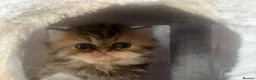 Persian cats for sale: 3 Persian female kittens Delivery Available  - Advert 2