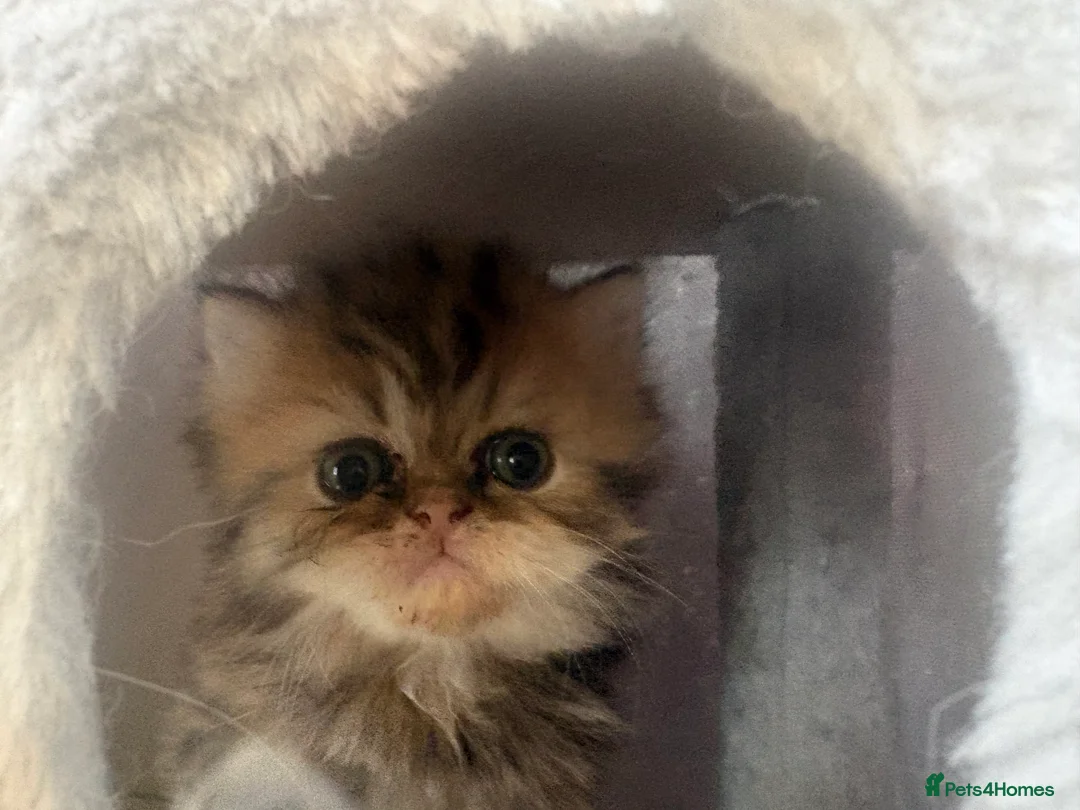 Persian cats for sale: 3 Persian female kittens Delivery Available  - Advert 2