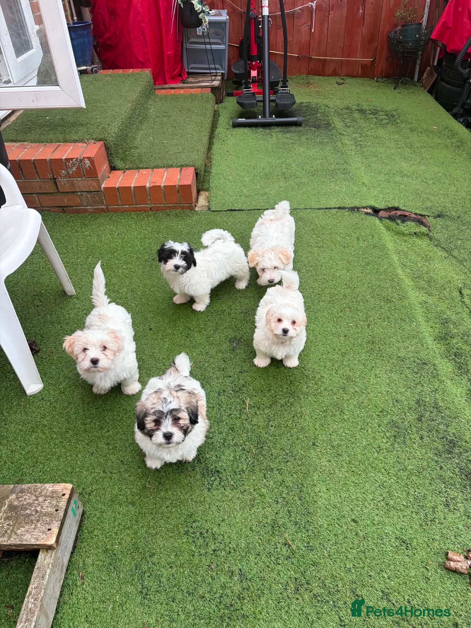 Mixed Breed dogs Bichon Frise x Bichon Boloneze - Advert 3