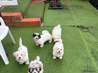 Mixed Breed dogs Bichon Frise x Bichon Boloneze - Advert 3