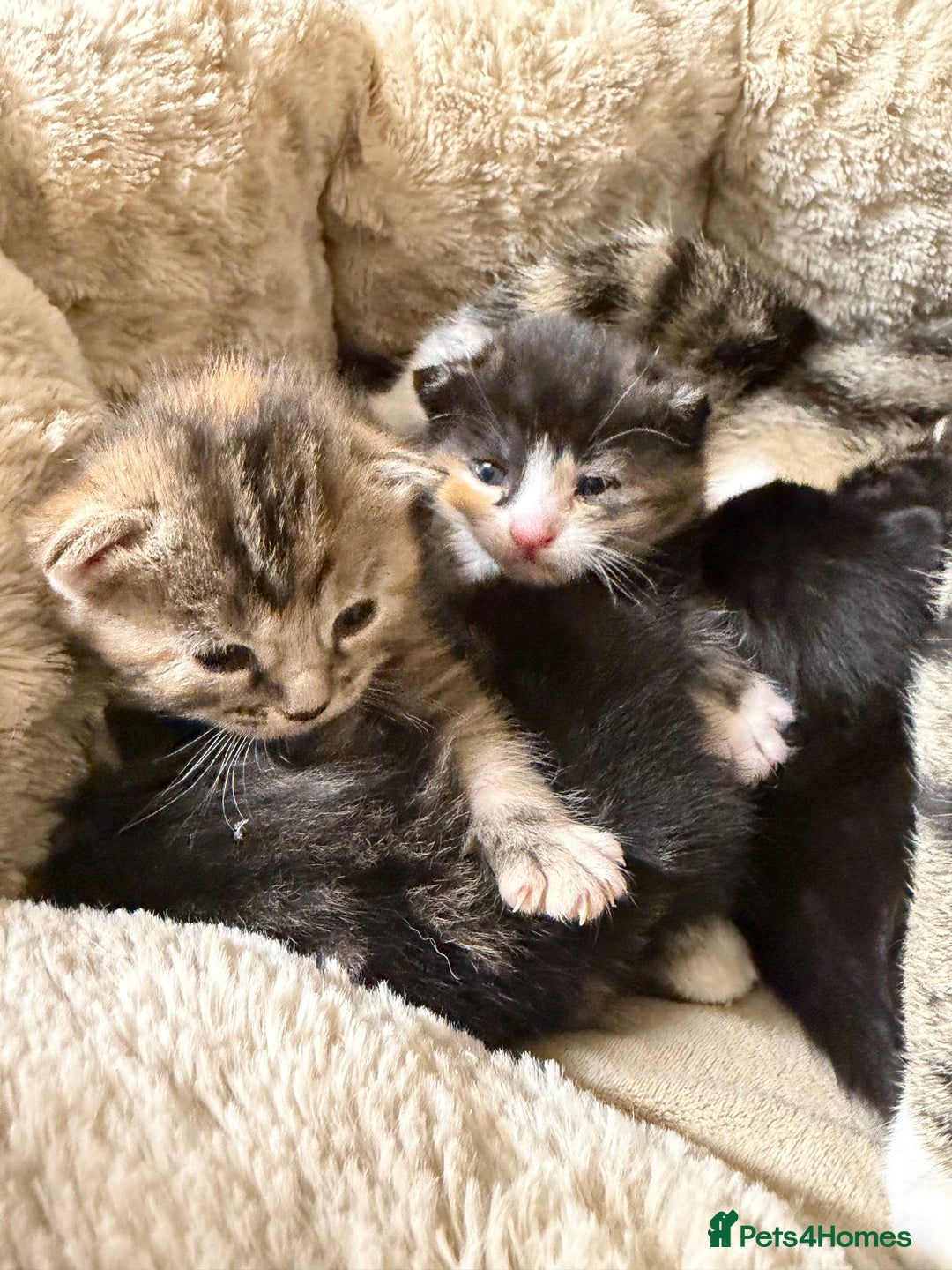 British Shorthair cats for sale: Adorable Kittens, Will be Ready from 22 December! - Advert 2