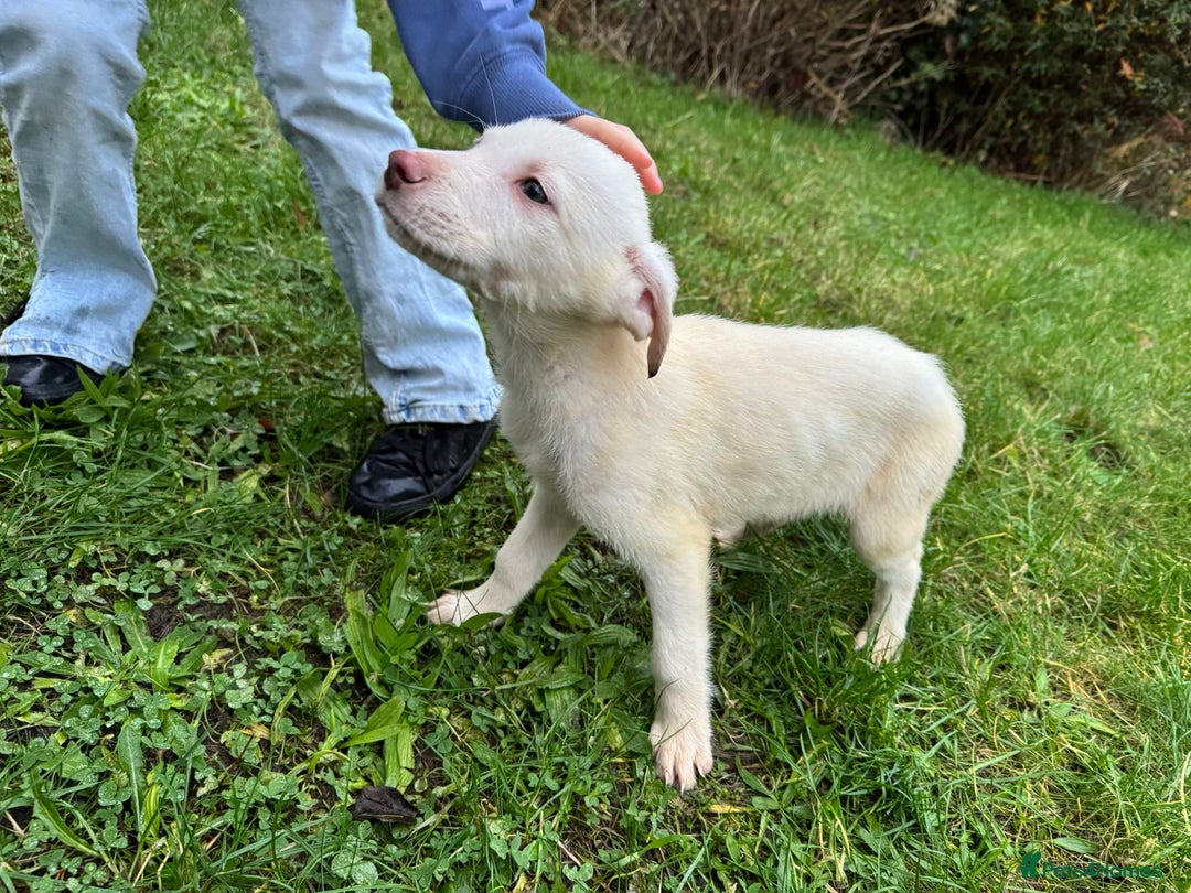 Mixed Breed dogs for sale: Handsome mixed breed boys - Advert 3