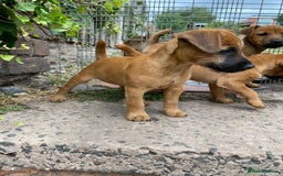 Lakeland Terrier dogs for sale: Working Lakeland Terrier Pups For Sale in Rotherham - Image 6