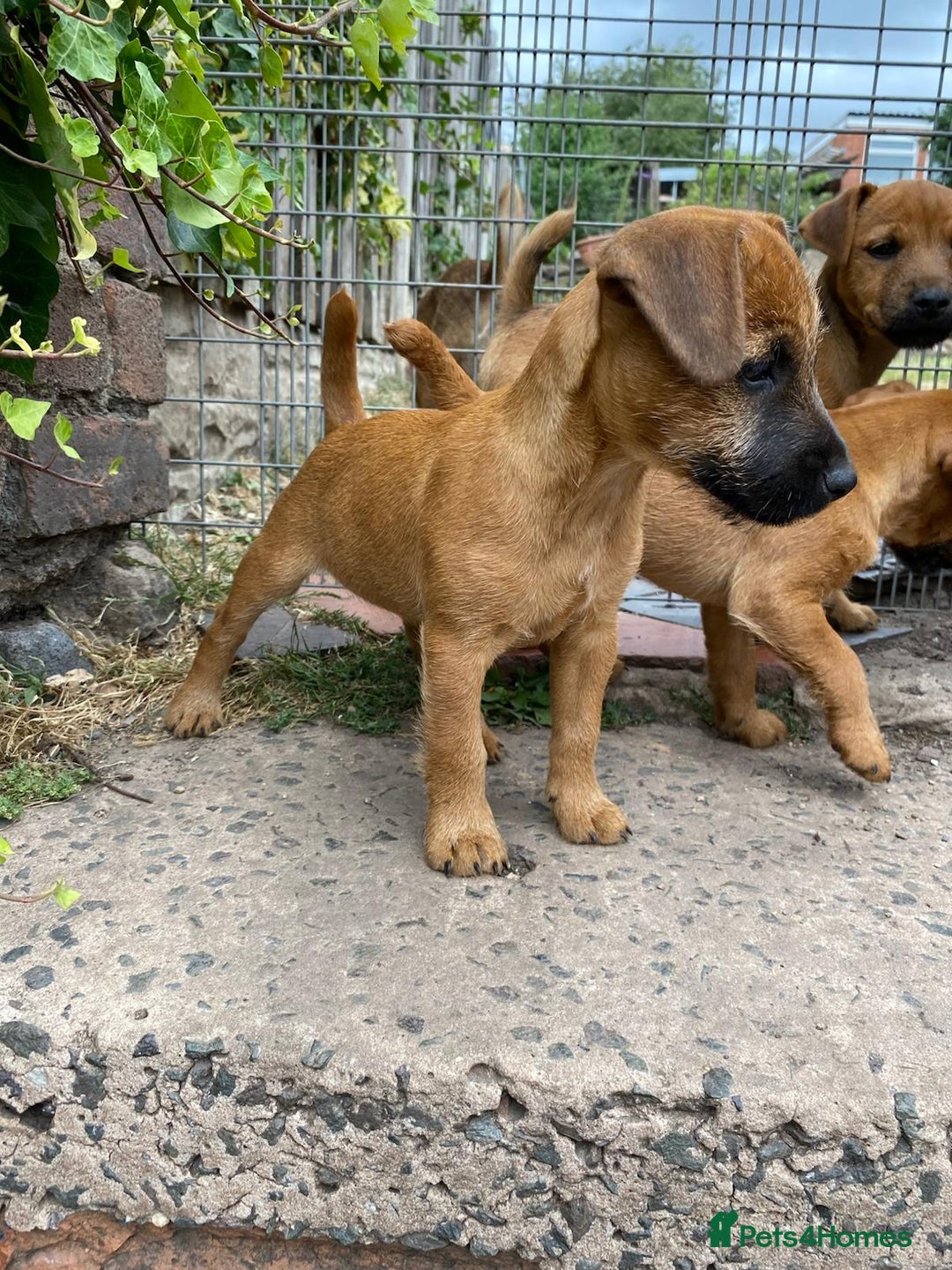 Lakeland Terrier dogs for sale: Working Lakeland Terrier Pups For Sale in Rotherham - Image 6