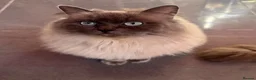 Ragdoll cats for sale: Mink ragdoll kittens  - Advert 20