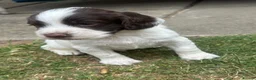 English Springer Spaniel dogs for sale: KC Registered working springer spaniels - Advert 4