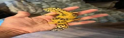Leopard Gecko reptiles for sale: Beautifully marked hi-yellow female - Advert 2