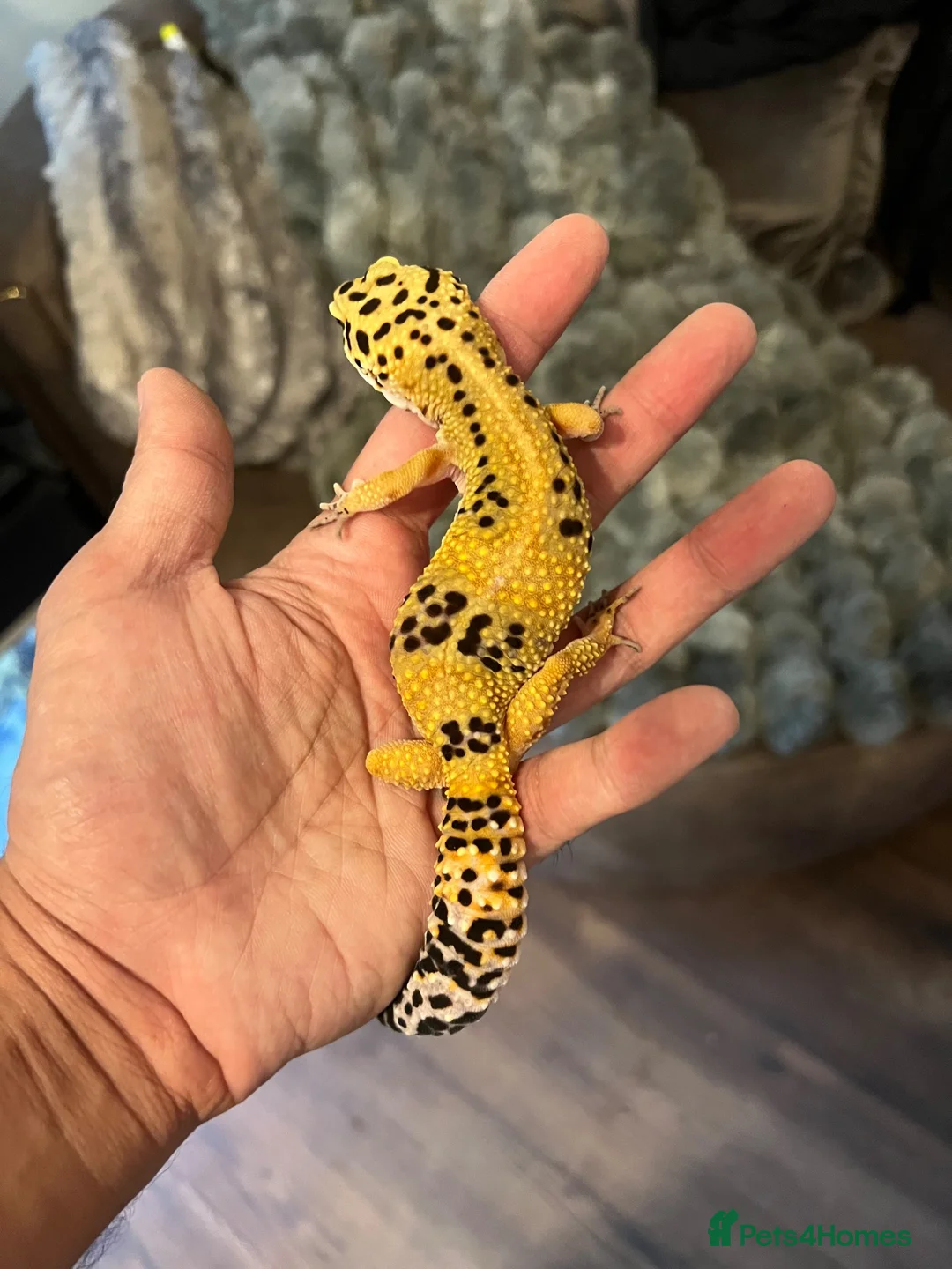 Leopard Gecko reptiles for sale: Beautifully marked hi-yellow female - Advert 2