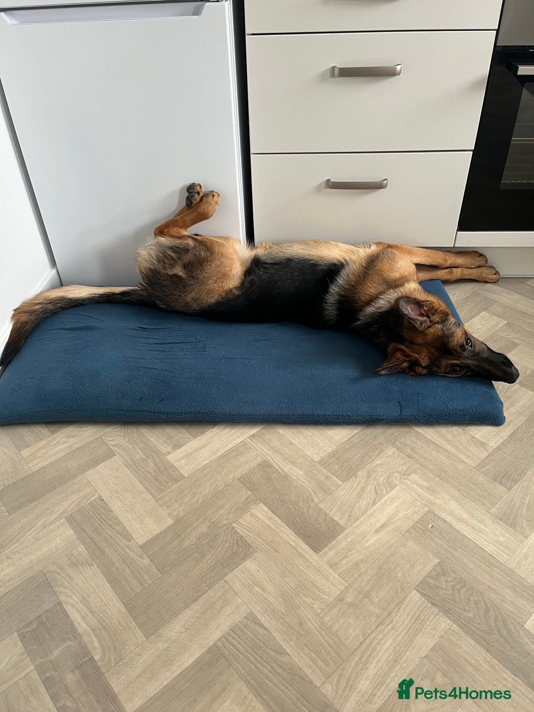 German Shepherd dogs for sale: The most beautiful even tempered short coat  - Advert 4