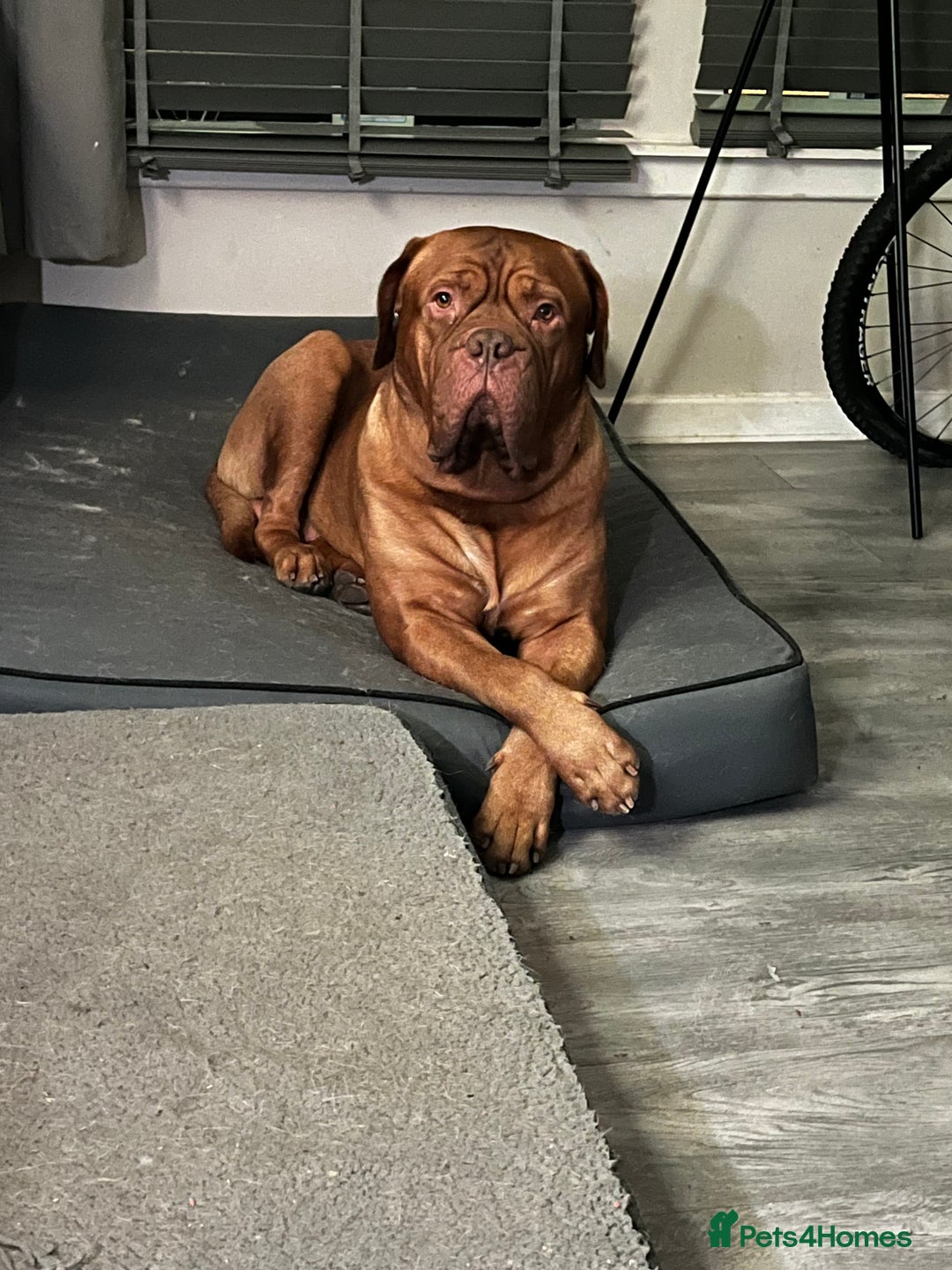 Dogue De Bordeaux dogs for stud: Dogue de Bordeaux For stud Enzo  - Image 15