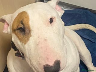 English Bull Terrier dogs English bull terrier puppies - Advert 2