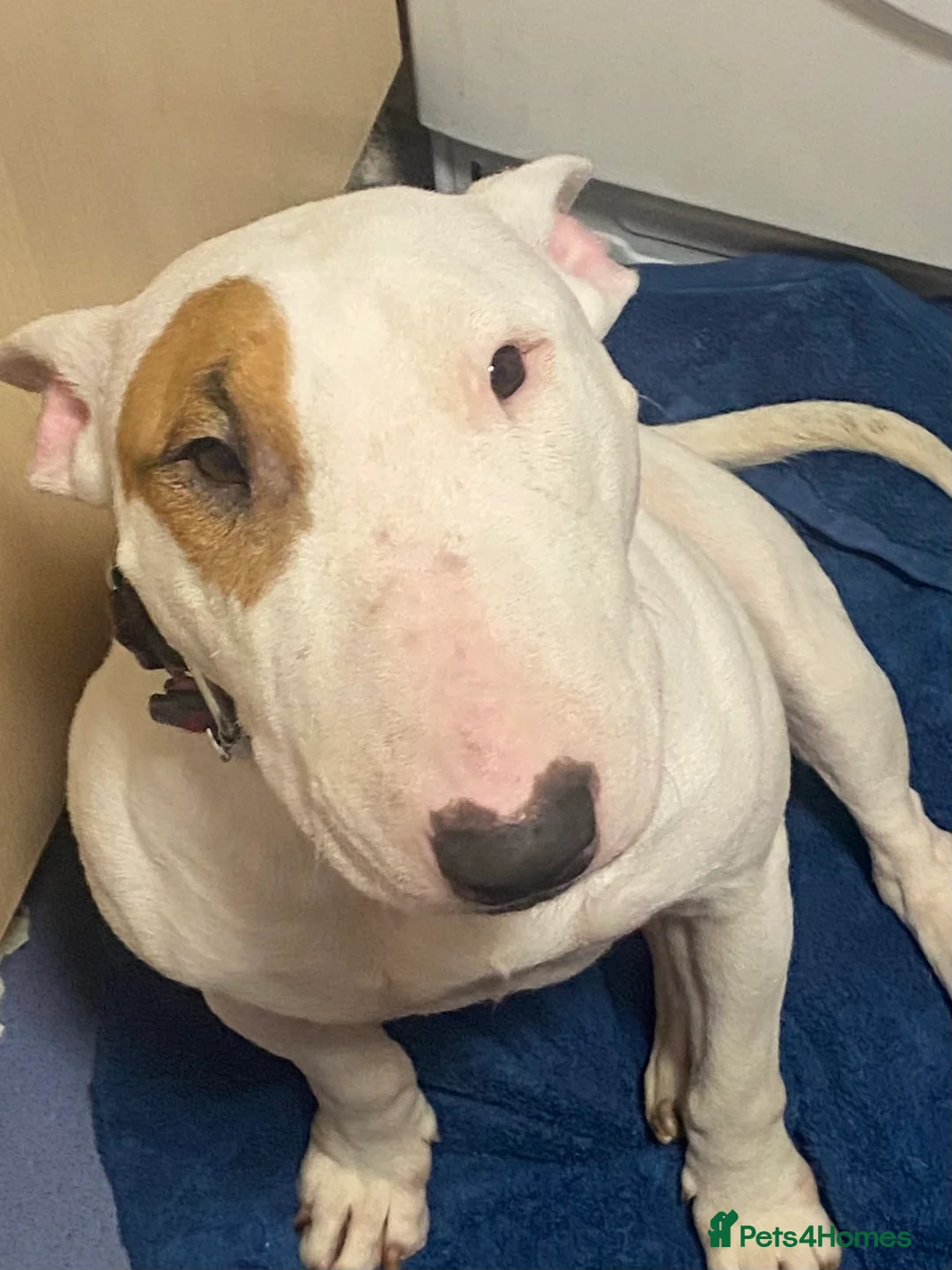 English Bull Terrier dogs for sale: English bull terrier puppies  - Advert 1