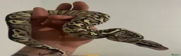 Python Snake reptiles for sale: Snakes - Advert 8
