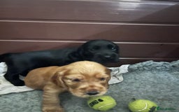 Cocker Spaniel dogs for sale: Solid black cocker spaniel puppies ready 10th Dec  - Image 8