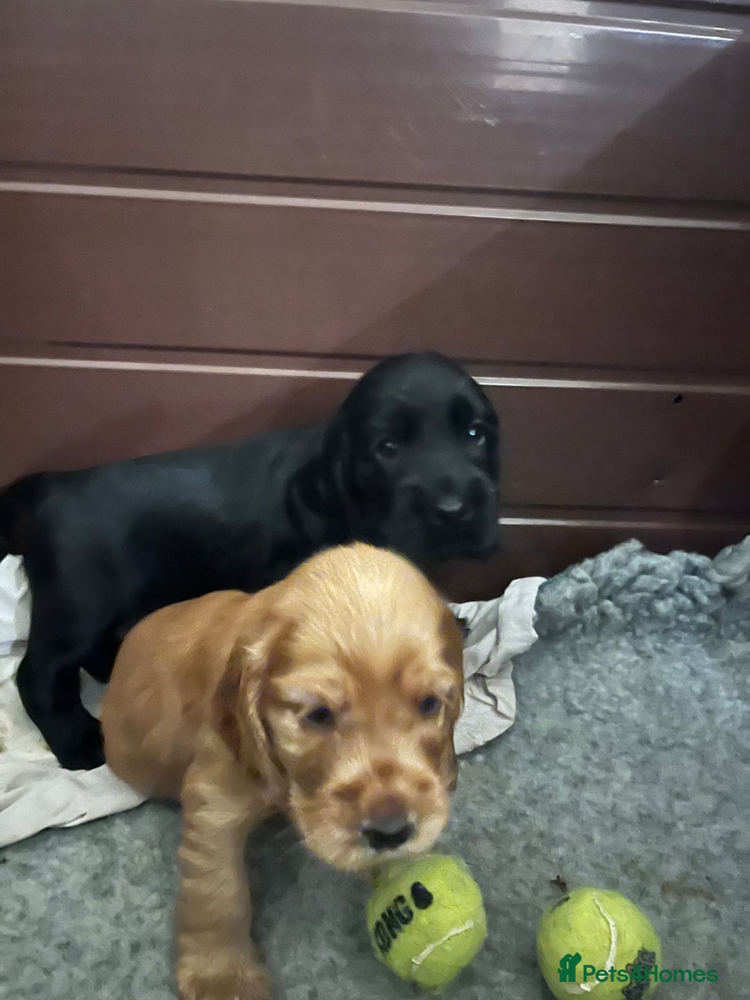 Cocker Spaniel dogs for sale: Solid black cocker spaniel puppies ready 10th Dec  - Image 8