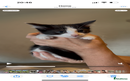 Mixed Breed cats for sale: Playful kitties in Middlewich - Image 4