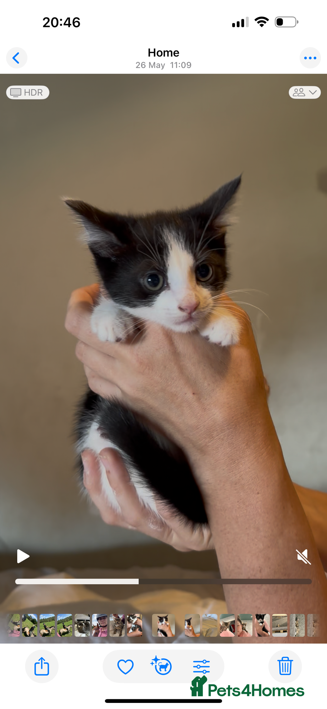 Mixed Breed cats for sale: Playful kitties in Middlewich - Image 4