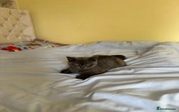 British Shorthair cats for sale: British shorthair for sale - Image 2