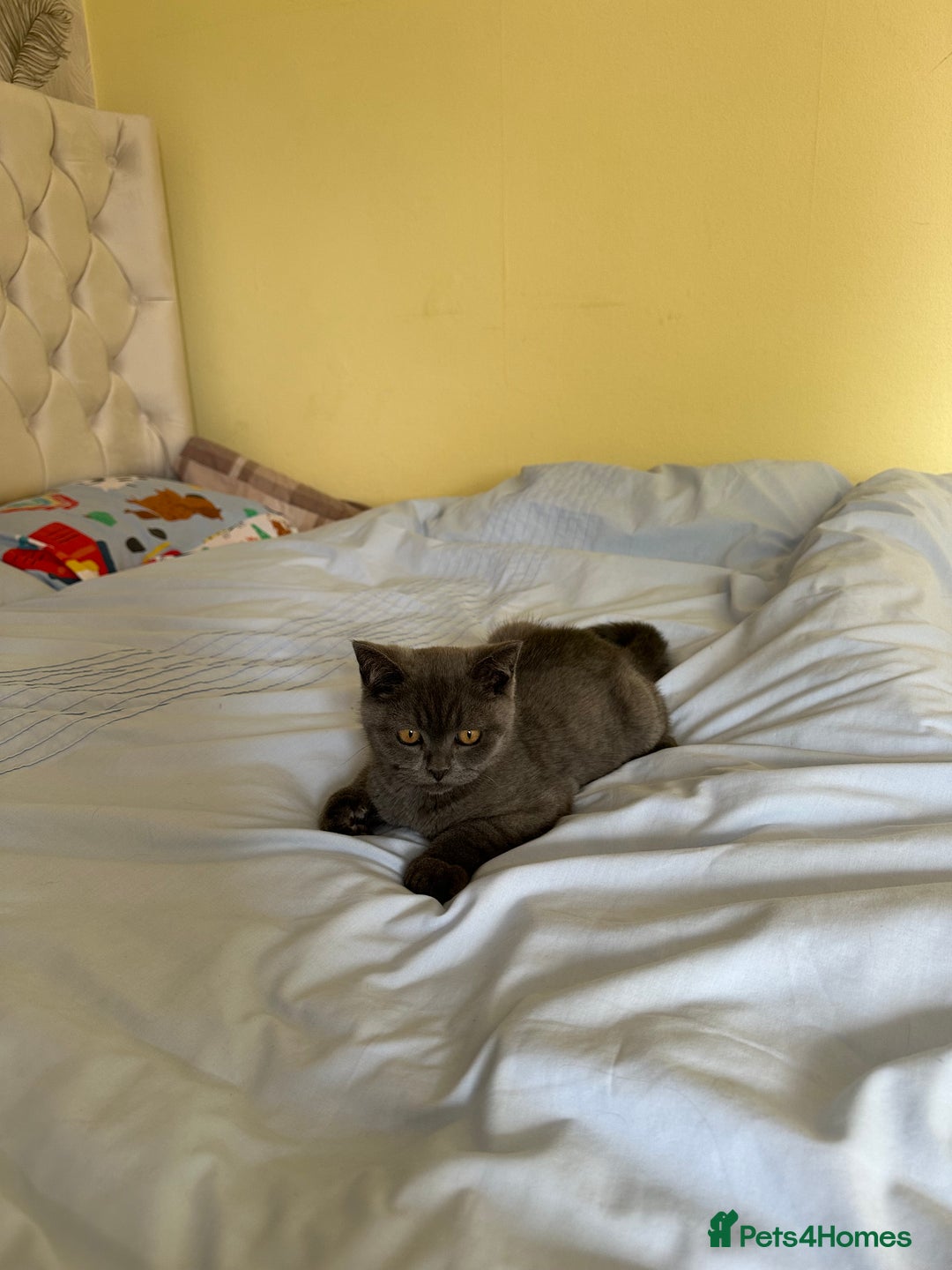 British Shorthair cats for sale: British shorthair for sale - Image 2