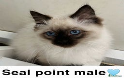 Ragdoll cats for sale: GCCF REGISTERED KITTENS non active - Image 5