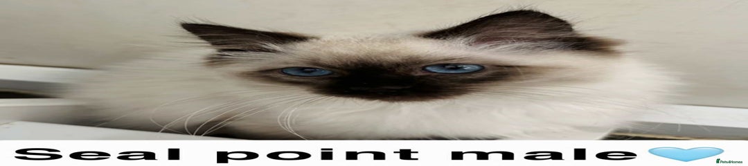 Ragdoll Kitten 2