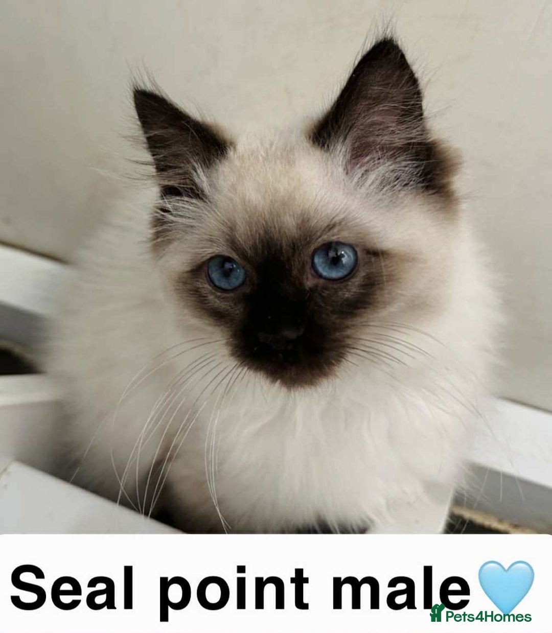 Ragdoll cats for sale: GCCF REGISTERED KITTENS non active - Image 5