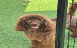 Miniature Poodle dogs for sale: DNA H/Tested Miniature poodle  - Image 8