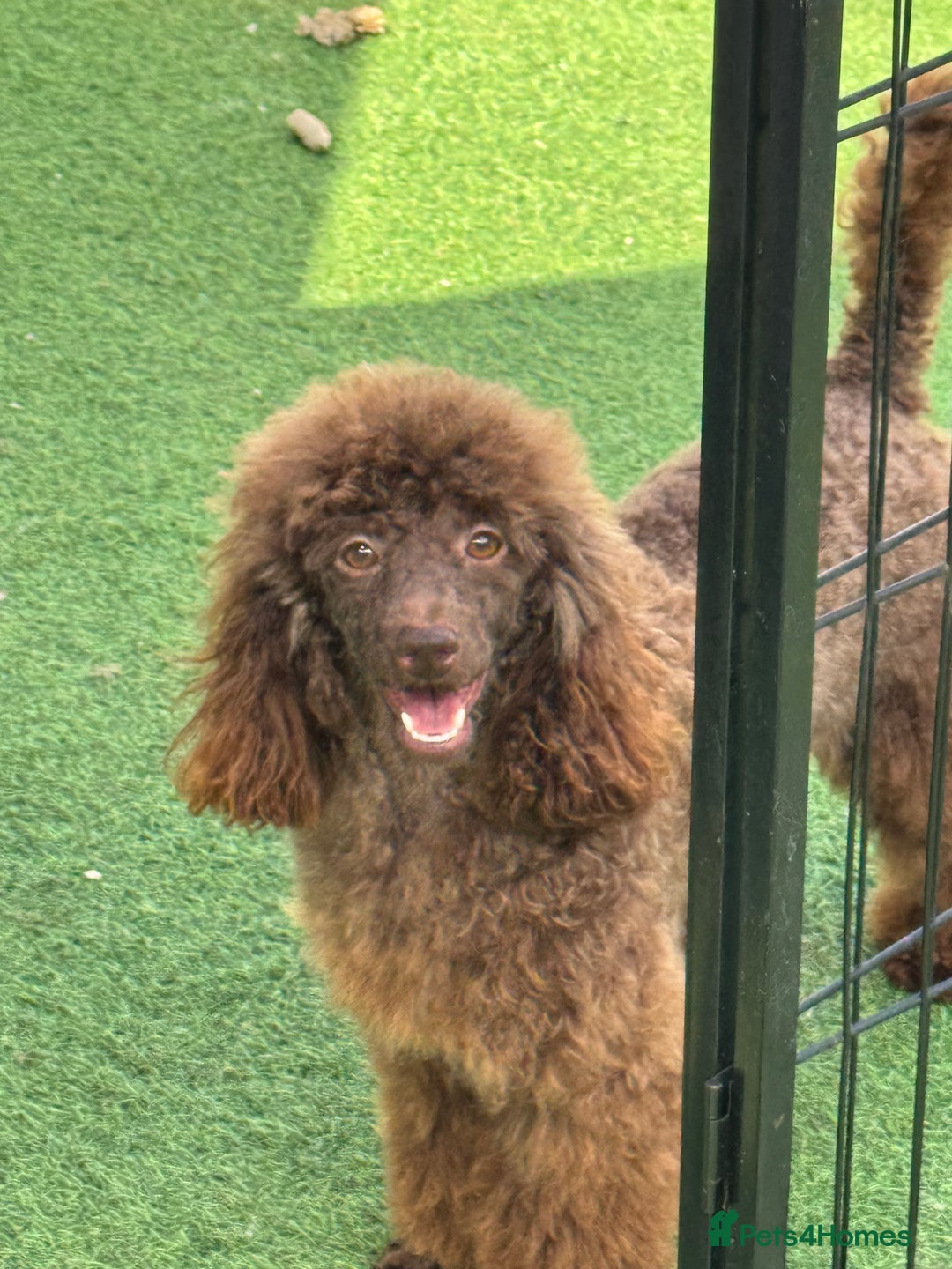 Miniature Poodle dogs for sale: DNA H/Tested Miniature poodle  - Image 8