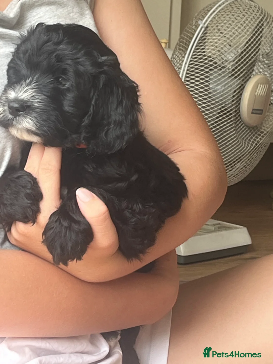 Cockapoo dogs for sale: Adorable cockapoo’s lovely in every way - Advert 2