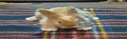 Angora rabbits for sale: Gorgeous Angora Rabbits, Pure Bred Full Faced. - Advert 29