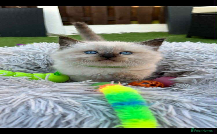 Ragdoll cats - Advert 16