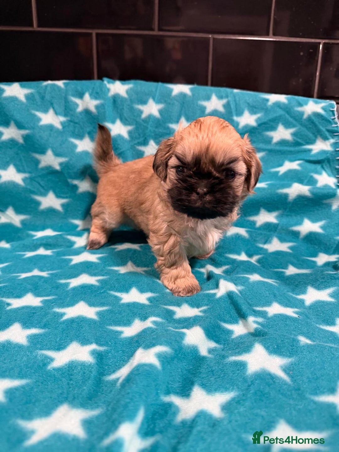 Mixed Breed dogs for sale: Shision/shitzu pups  - Advert 2