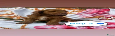 Cockapoo 2