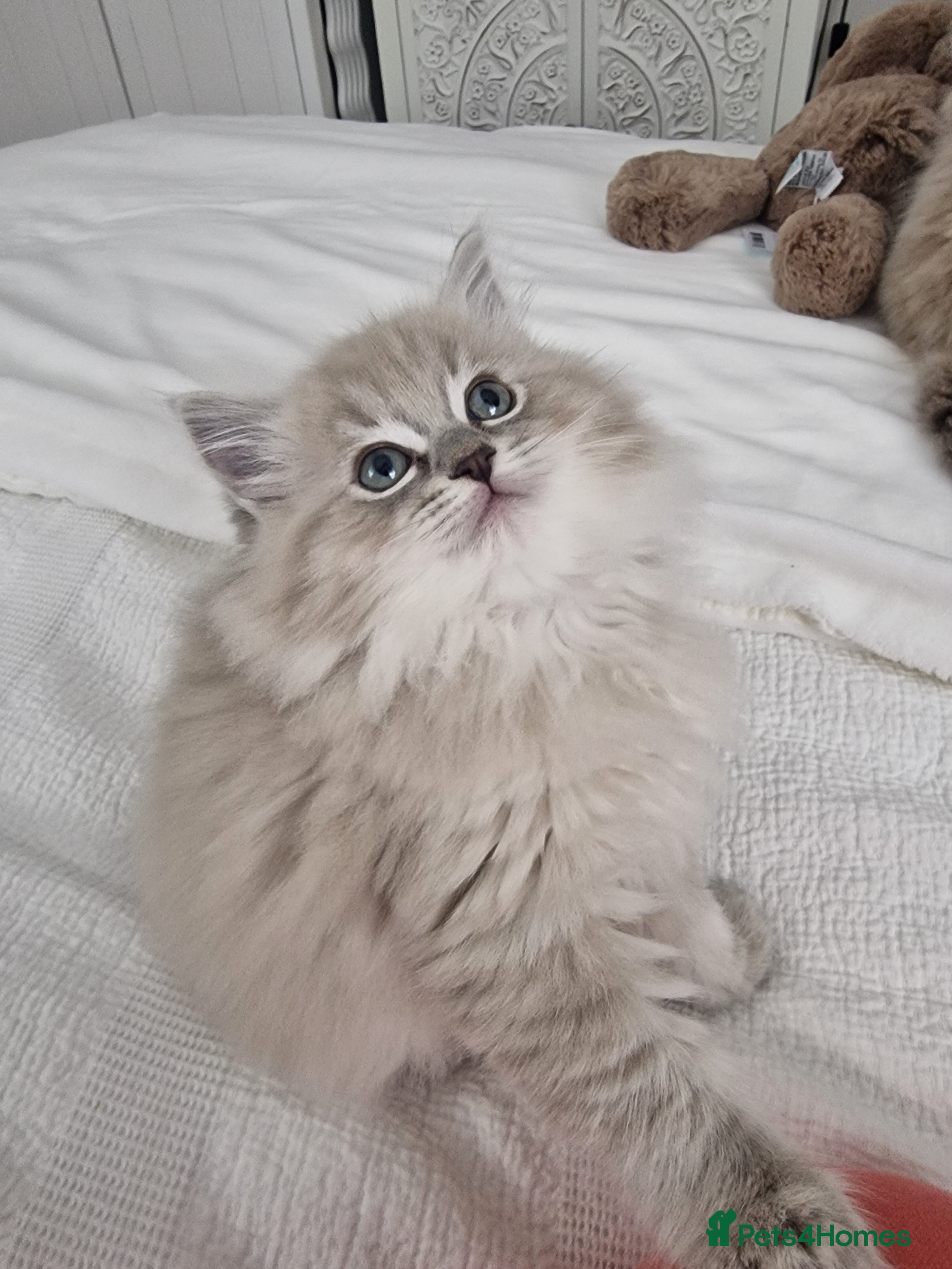 Ragdoll cats Mink ragdoll babies  - Advert 1