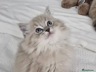 Ragdoll cats Mink ragdoll babies - Advert 1