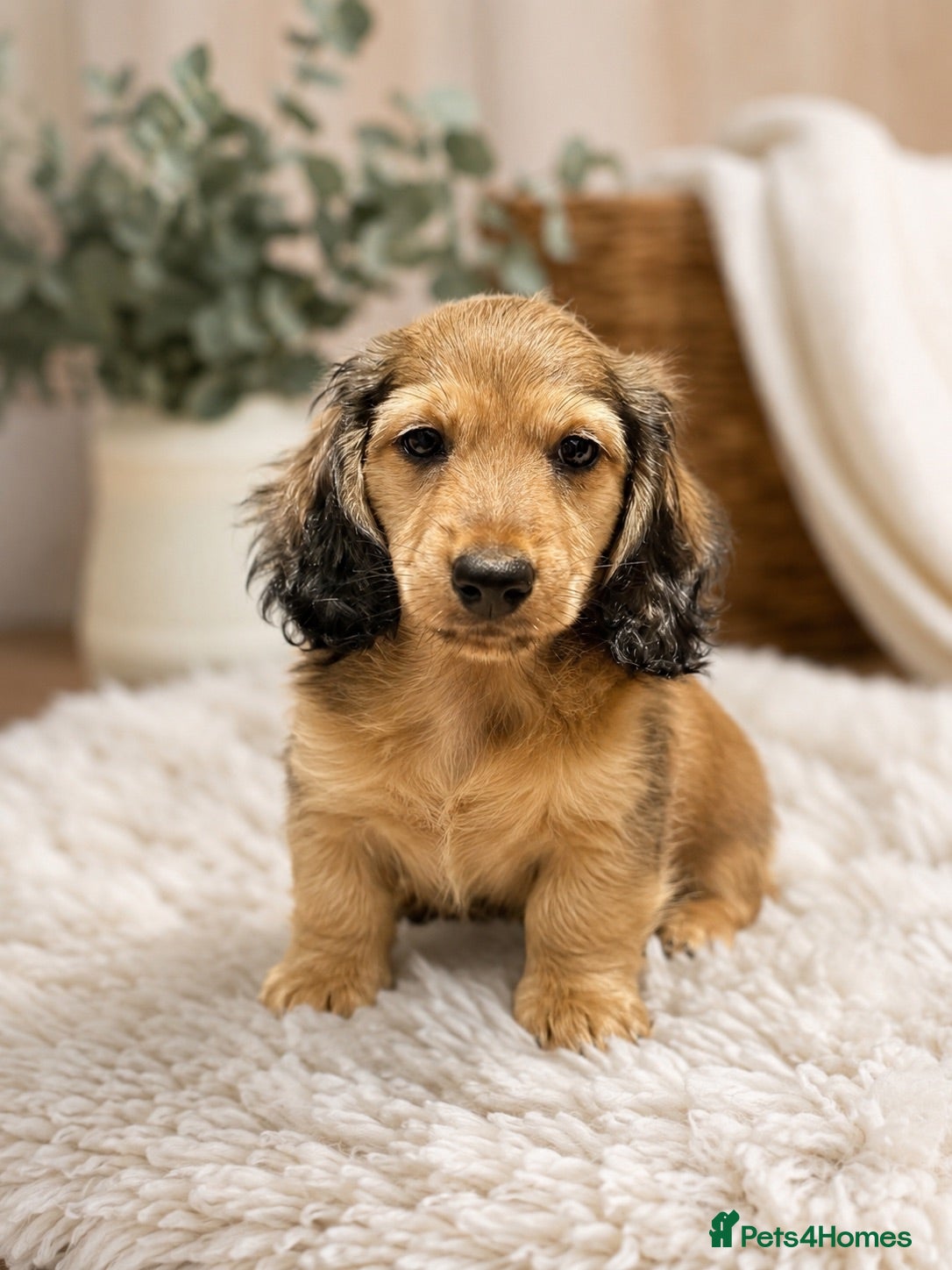 Miniature Dachshund dogs Ready now! Stunning PRA clear L/H champion pup  - Advert 2