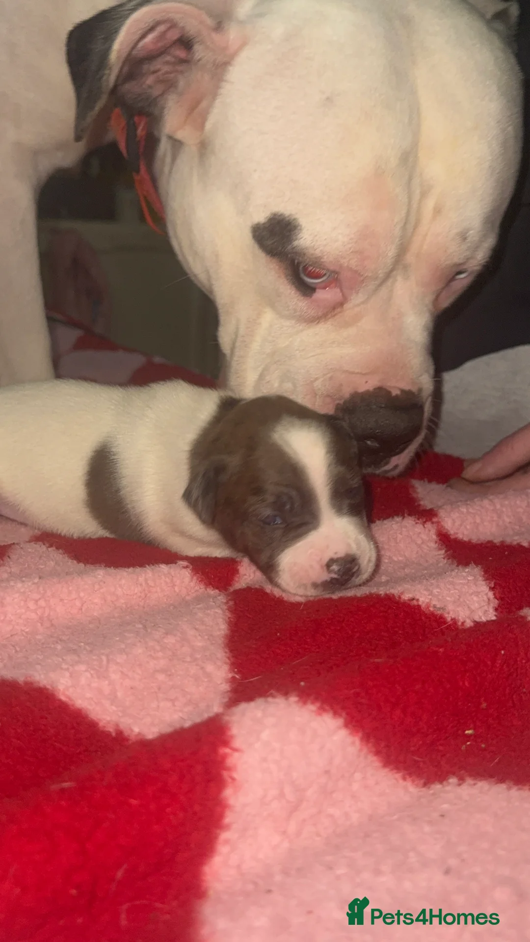 Mixed Breed dogs for sale: Fluffy puppy’s  - Advert 4