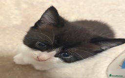 Mixed Breed cats for sale: 3 beautiful black and white kittens  - Image 11