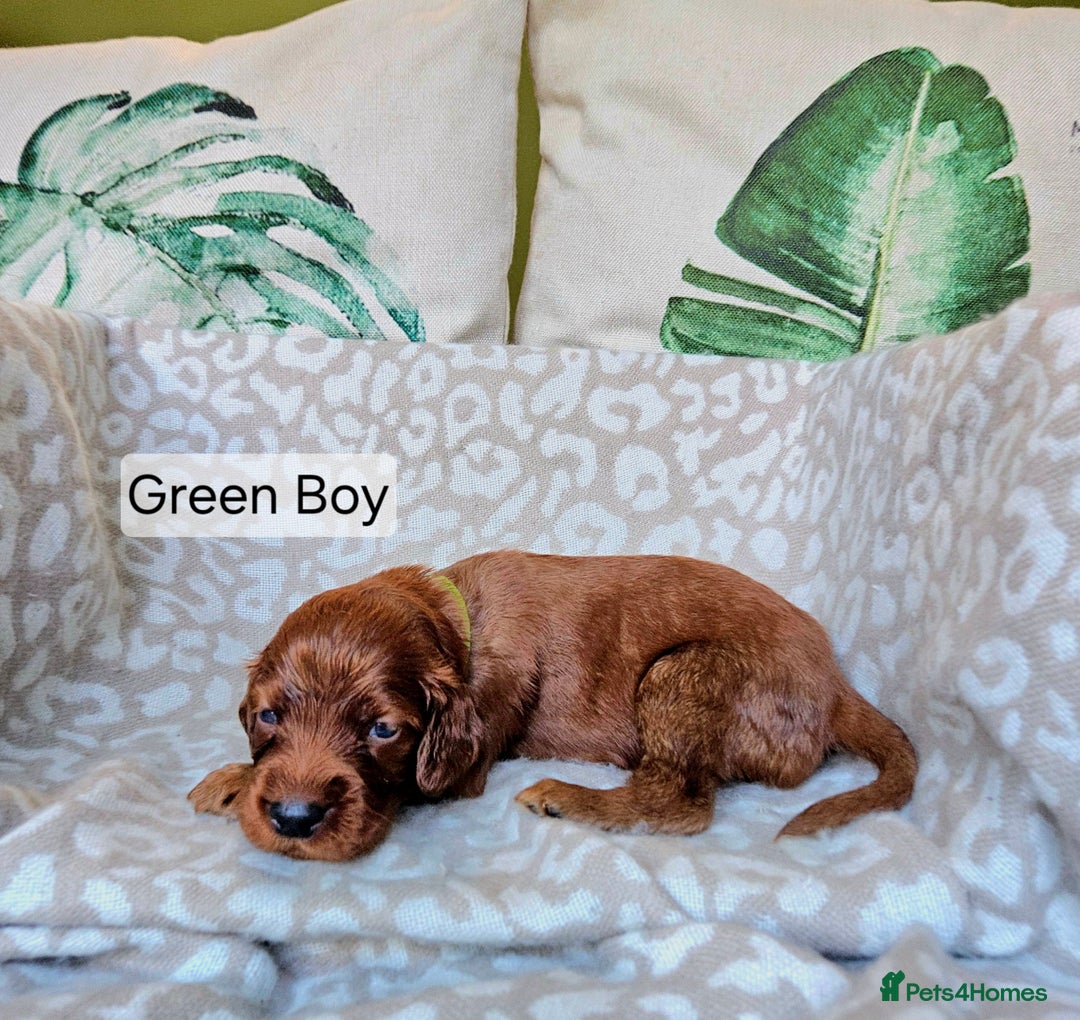 Irish Setter dogs for sale: KC Registered Irish Setter Puppies - Image 10