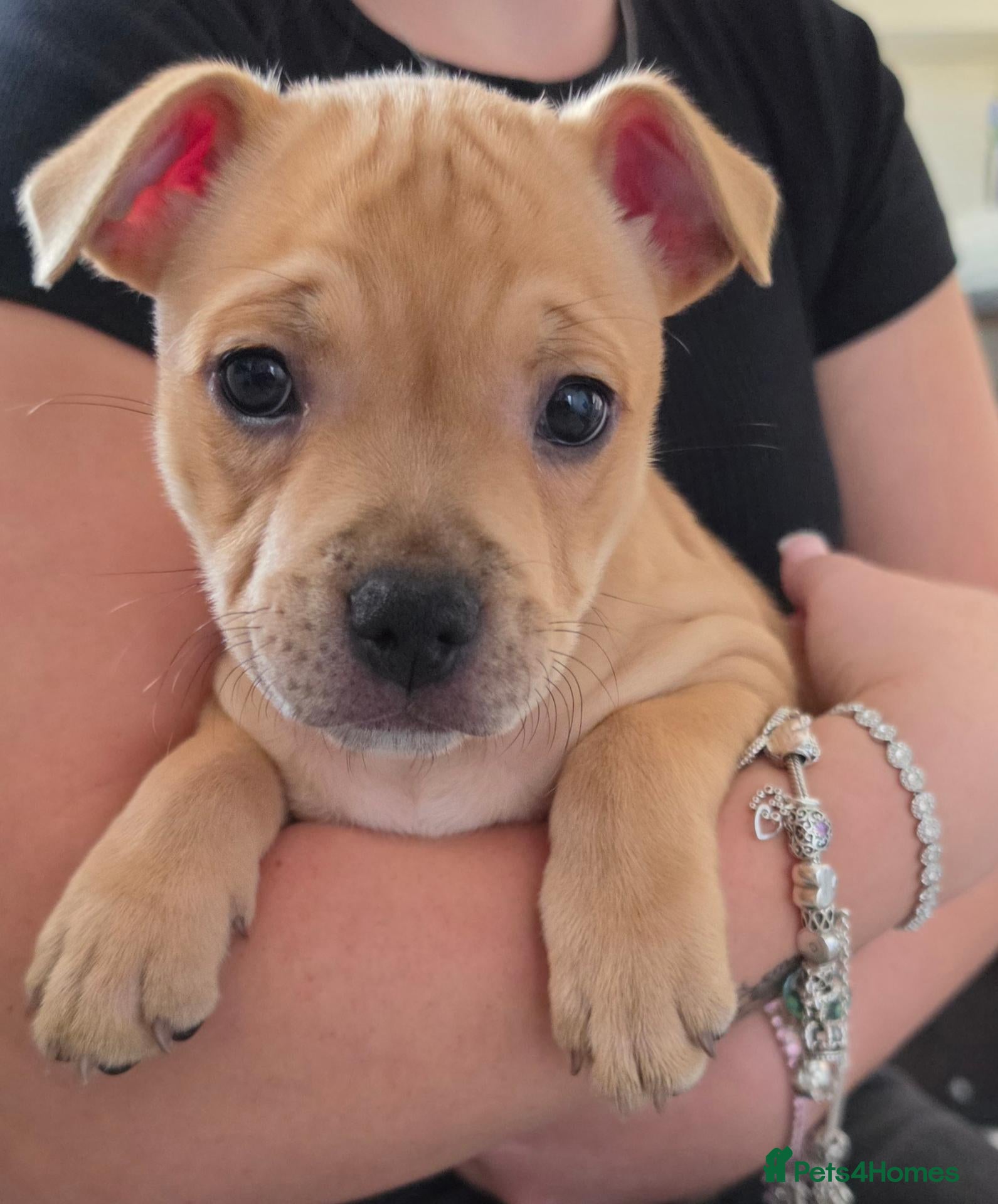 Staffordshire Bull Terrier dogs 8 red K C registered  puppies  - Advert 2
