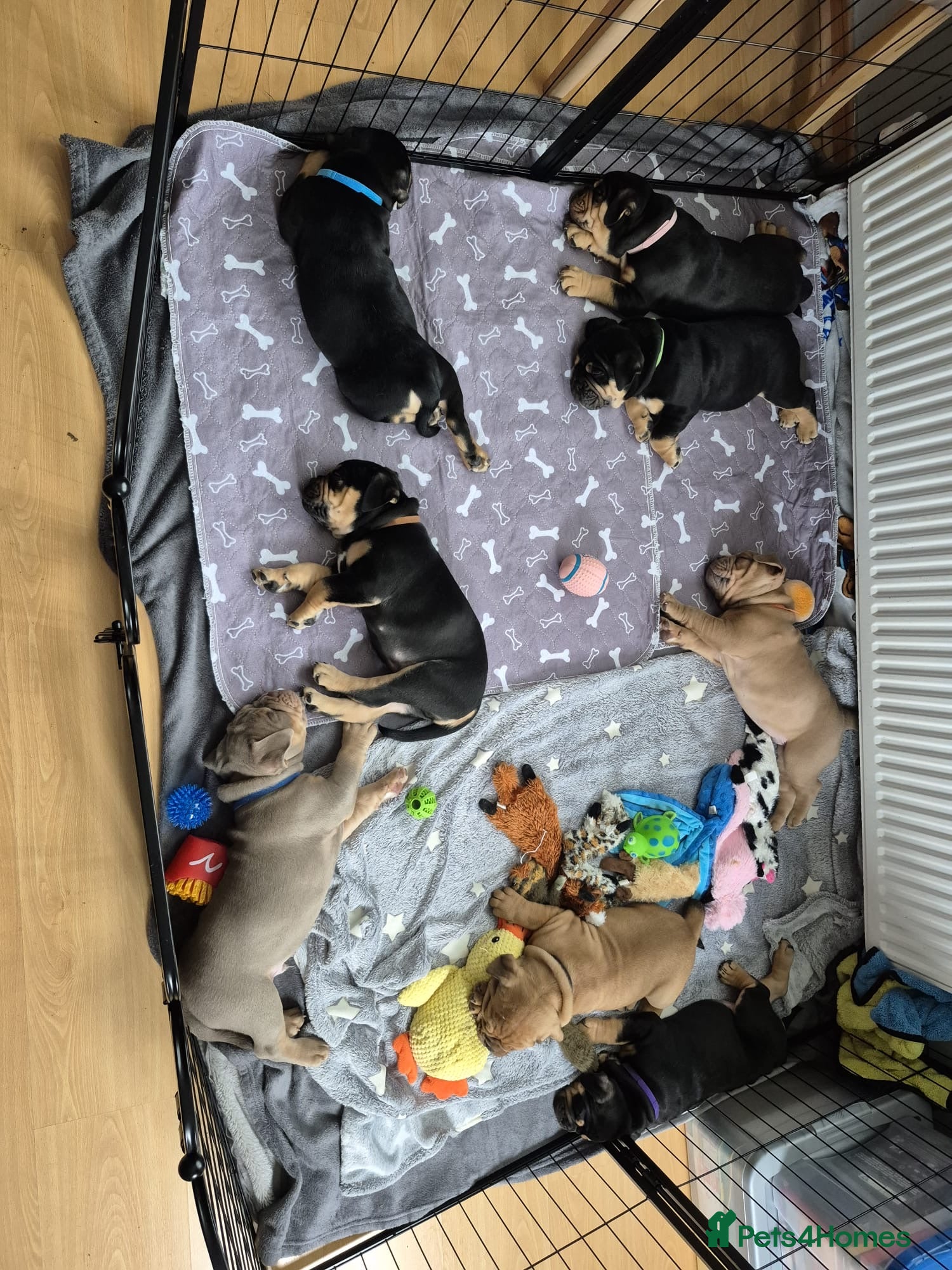 Old Tyme Bulldog dogs Old Tyme English Bulldog Puppies 1 girl left💜 - Advert 5