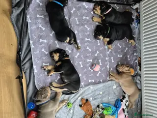 Old Tyme Bulldog dogs Old Tyme English Bulldog Puppies 1 girl left💜 - Advert 5