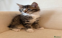 Maine Coon cats for sale: Tabby Kittens  - Image 6