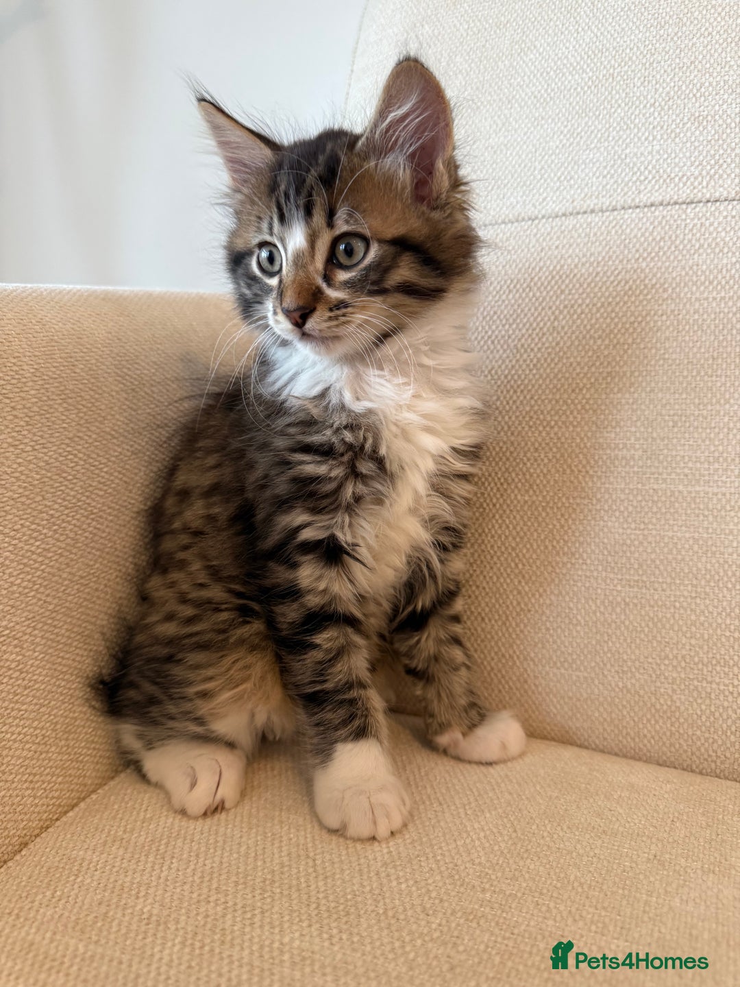 Maine Coon cats for sale: Tabby Kittens  - Image 6