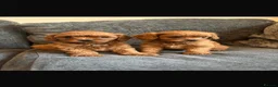 Cavapoo dogs for sale: Cavapoo in Wisbech - Advert 7