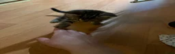 Scottish Fold cats for sale: 3 pure breed Scottish fold kittens in Thornton Heath - Advert 5