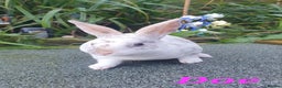 Rex rabbits for sale: Gorgeous mini rex babies  - Advert 5