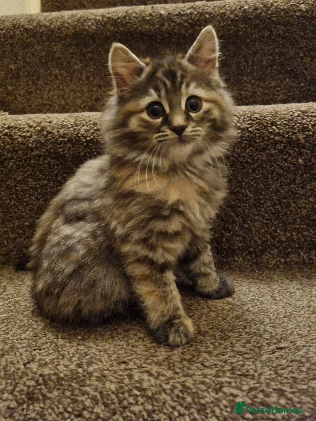 Maine Coon cats for sale: Gorgeous Maine Coon Cross BSH Kittens for Sale - Advert 10