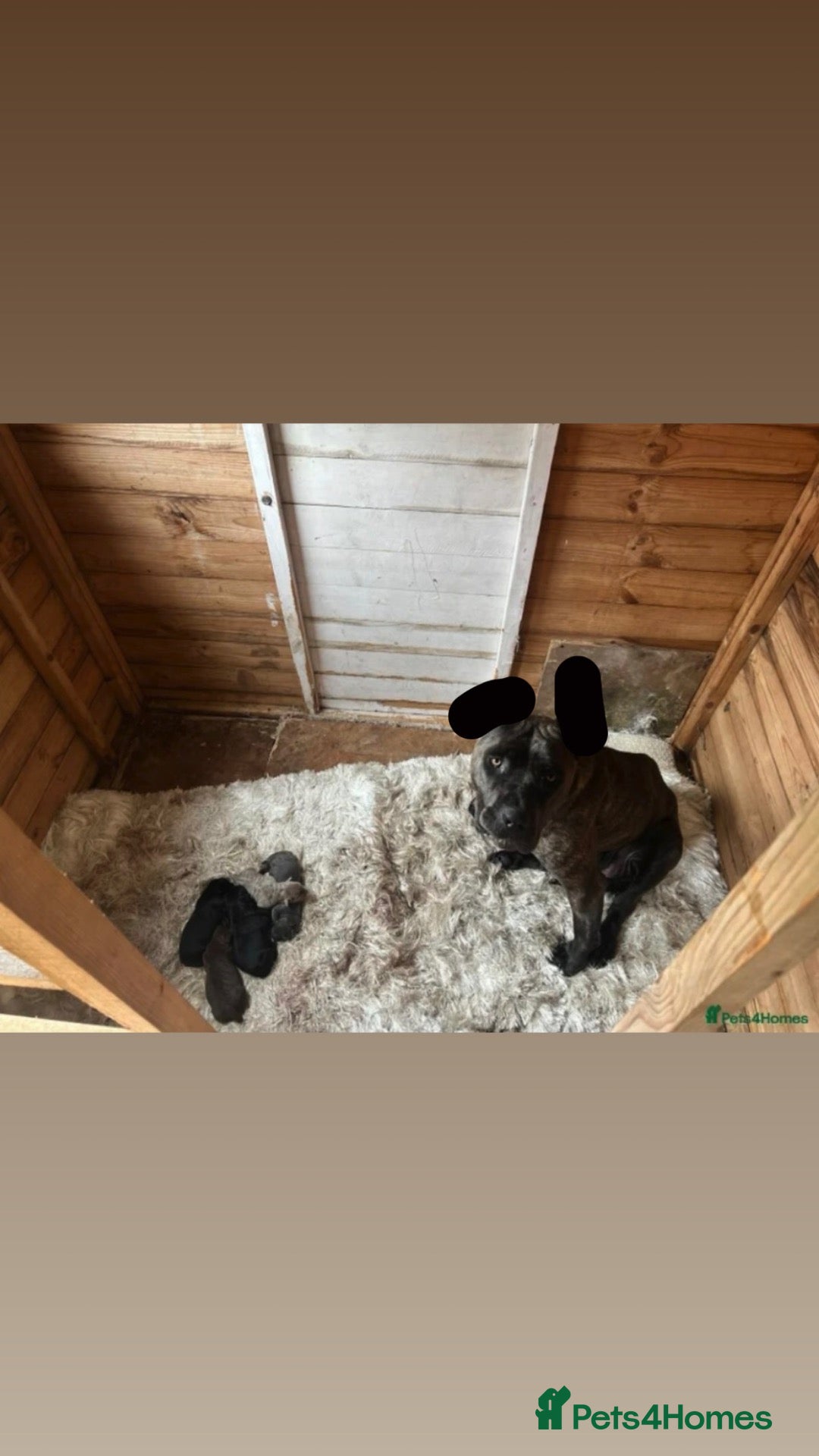 Bandog dogs for sale: Reduce Ava  - Advert 2