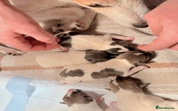 Jack Russell dogs for sale: White,blue,red tri jack Russell pups  - Advert 11